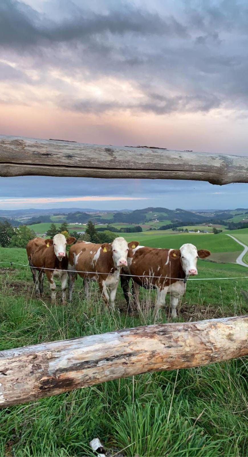 Ferienwohnung Im Muehlviertler Panorama Vierseithof Lembach im Mühlkreis 外观 照片